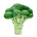 Fresh broccoli watercolor botanical illustration Royalty Free Stock Photo