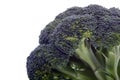 Fresh broccolli Royalty Free Stock Photo