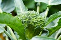 Fresh Broccolli Royalty Free Stock Photo