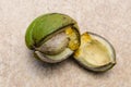 Fresh broken Hickory Nut Royalty Free Stock Photo