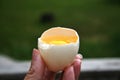 Fresh Broken raw Egg with Yolk Outdoor Countryside Background with Beautiful Morning Light