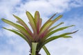 Fresh bromeliad or urn plant red and green color tree with blue sky background in botany garden in summer season Royalty Free Stock Photo