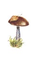 Fresh brown cap boletus in a clump of moss