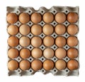 Fresh brown chicken eggs in carton box Royalty Free Stock Photo