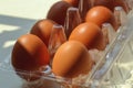 Fresh brown chicken eggs in plastic tray  box packaging Royalty Free Stock Photo