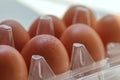 Fresh brown chicken eggs in plastic tray  box packaging Royalty Free Stock Photo