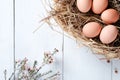 Fresh brown eggs in basket and branch of flowers on pastel blue wooden background. Easter food concept Royalty Free Stock Photo