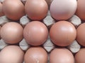 Fresh brown eggs in eggtray. Egg countainer