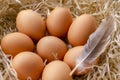 Fresh brown eggs and feather in the nest Royalty Free Stock Photo