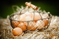 Fresh brown eggs in a metallic basket on straw Royalty Free Stock Photo