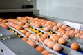 Fresh brown eggs on a transportation line on a modern poulty factory. Defocused Royalty Free Stock Photo