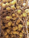 Fresh brown longan tropical fruit from indonesia
