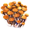 Fresh brown shimeji beech mushroom, closeup, bunch of edible mushrooms isolated, watercolor illustration on white