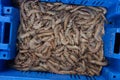 Fresh brown tiger prawns in a blue box for sell