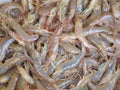 fresh brown tiger shrimp