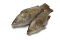 Fresh brown wrasse fishes