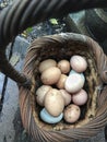 Fresh brown yard eggs photo.
