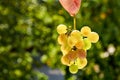 Fresh brunch of green grapes holding in the hand on blurred nature background close up