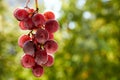 Fresh brunch of purple grapes on blurred nature background