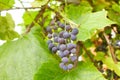 Fresh brunch of purple grapes in vineyard on blurred nature background.