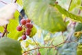 Fresh brunch of purple grapes in vineyard on blurred nature background.