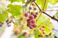 Fresh brunch of purple grapes in vineyard on blurred nature background.