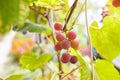 Fresh brunch of purple grapes in vineyard on blurred nature background.