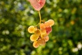 Fresh brunch of yellow grapes holding in the hand on blurred nature background