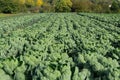 Brussels sprouts field on a sunny day Royalty Free Stock Photo