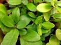 Fresh Bryophyllum pinnatum green leaves isolated on natural backgroun. Life plant, Miracle leaf. Kalanchoe pinnata. close view