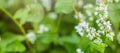 Fresh Buckwheat, Fagopyrum esculentum, Japanese buckwheat and silverhull buckwheat blooming on the field. Banner with Close-up