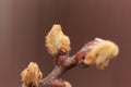 Fresh bud of a kiwi, Actinidia deliciosa Royalty Free Stock Photo