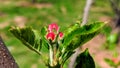 Fresh budding flowers of apple tee