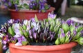 Fresh budding lotus purple color soft petals