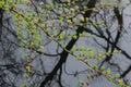 Fresh budding needle-like leaves of Larch on branch hanging over water Royalty Free Stock Photo