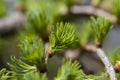 Fresh budding needle-like leaves of Larch in spring