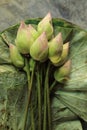 Fresh budding young pink green lotus flower with water drop in lotus leave bouquet, Buddhism offerings