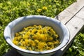 Fresh buds of a blossoming dandelion in a metal bowl. Raw materials of flowers Taraxacum for making jam and natural