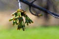 Fresh buds Hang off of a Tree in the Midwest America