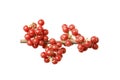 Fresh Buffaloberry or Shepherdia berries isolated on white background Royalty Free Stock Photo