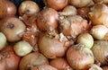 Fresh bulb onion on retail market display close up