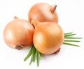 Fresh bulbs of onion