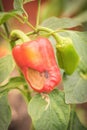 Fresh Bulgarian pepper affected by the disease on a green branch