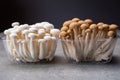 Fresh buna brown and bunapi white shimeji edible mushrooms from Asia, rich in umami tasting compounds such as guanylic and Royalty Free Stock Photo