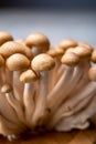 Fresh buna brown shimeji edible mushrooms from Asia, rich in umami tasting compounds such as guanylic and glutamic acid