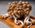 Fresh buna brown shimeji edible mushrooms from Asia, rich in umami tasting compounds such as guanylic and glutamic acid