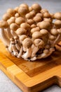 Fresh buna brown shimeji edible mushrooms from Asia, rich in umami tasting compounds such as guanylic and glutamic acid