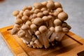 Fresh buna brown shimeji edible mushrooms from Asia, rich in umami tasting compounds such as guanylic and glutamic acid