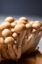 Fresh buna brown shimeji edible mushrooms from Asia, rich in umami tasting compounds such as guanylic and glutamic acid