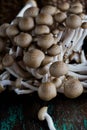 Fresh buna shimeji mushrooms